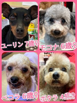 🐾今日の里親様募集中ワンコ🐶メンバーです🐾2023,3,19【保護犬カフェ天神橋店】